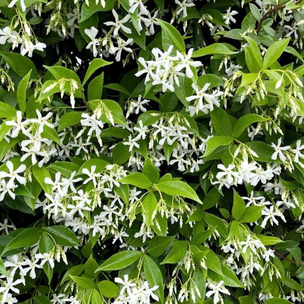 Trachelospermum jasminoides Trellis 20 Litre